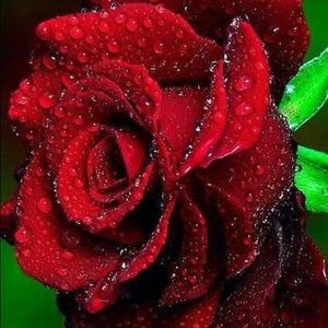 Meet your Posher, Ghazala